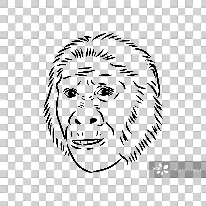 南方古猿素描图图片素材