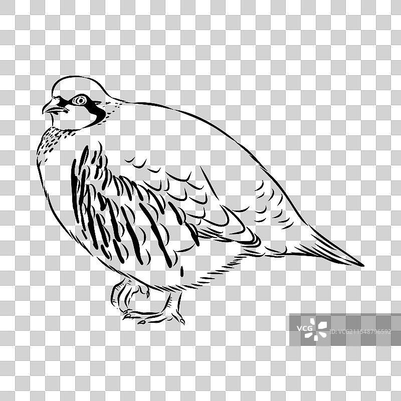 亚洲鹧鸪素描图片素材