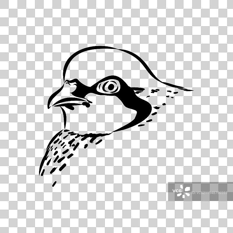 亚洲鹧鸪素描图片素材