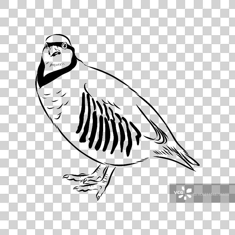 亚洲鹧鸪素描图片素材