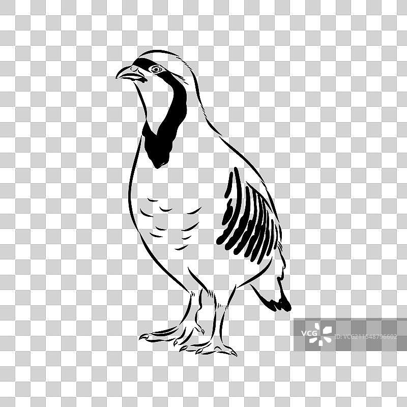 亚洲鹧鸪素描图片素材