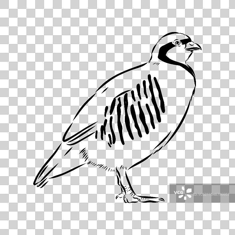 亚洲鹧鸪素描图片素材