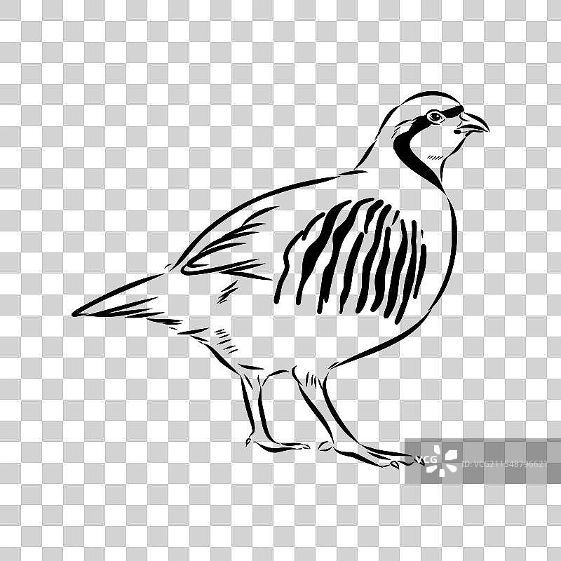 亚洲鹧鸪素描图片素材