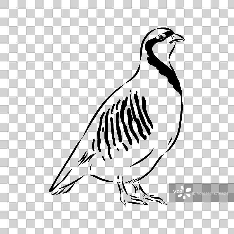 亚洲鹧鸪素描图片素材