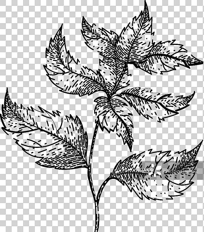 复古荨麻素描手绘图片素材
