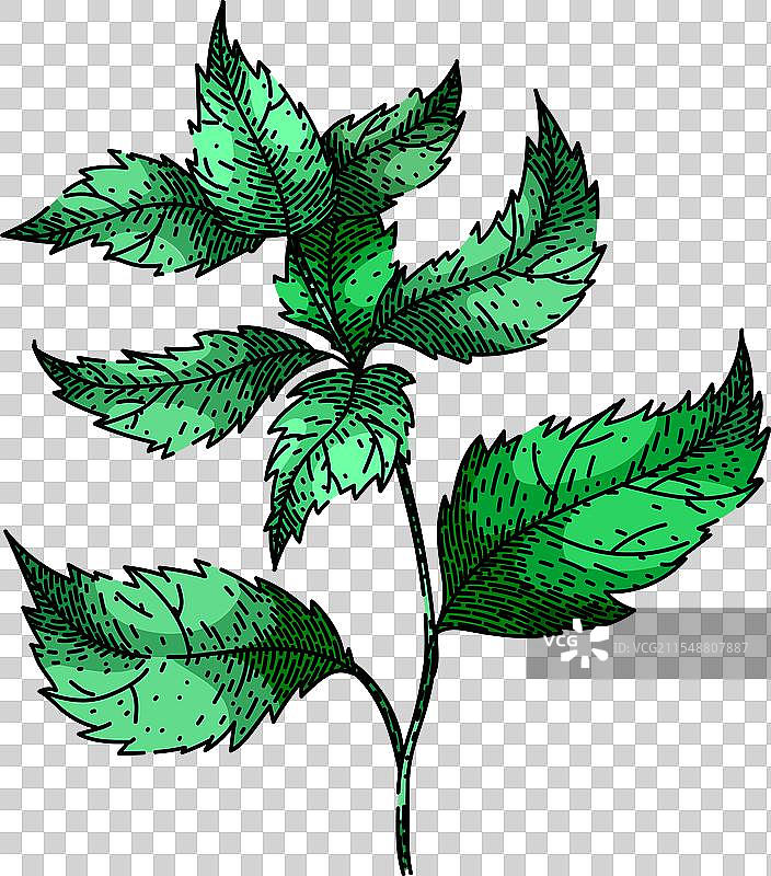 复古荨麻素描手绘图片素材