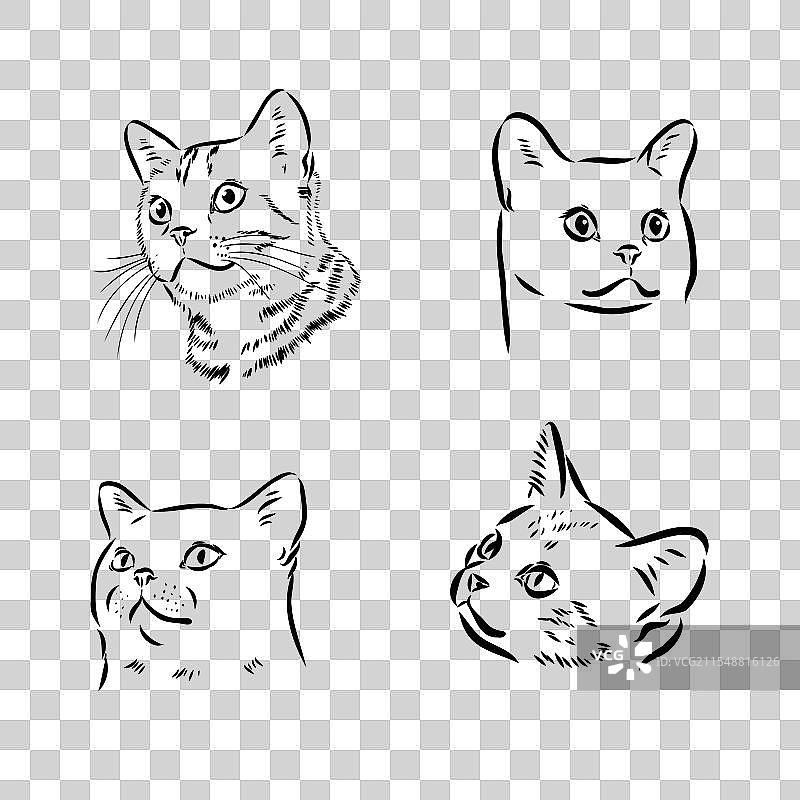 美国短毛猫的素描图片素材