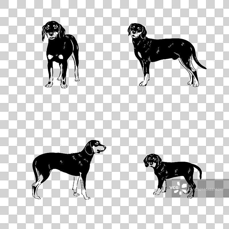 奥地利黑棕猎犬（奥地利布兰德猎犬）图片素材