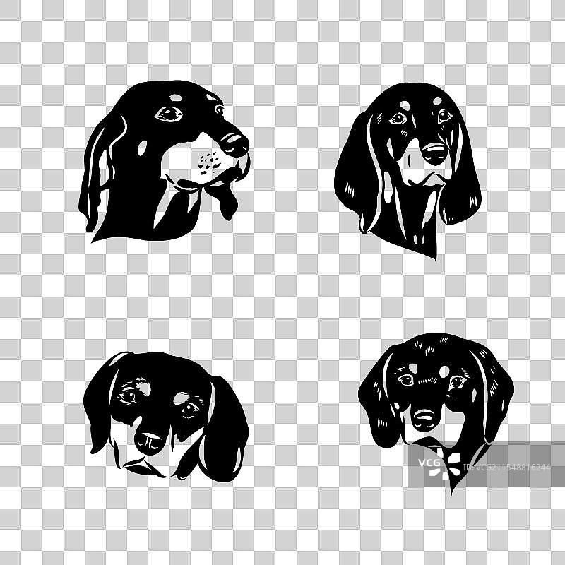 奥地利黑棕猎犬（奥地利布兰德猎犬）图片素材