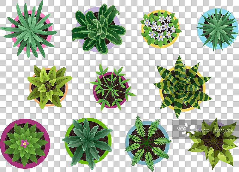 不同花盆中的植物俯视图图片素材