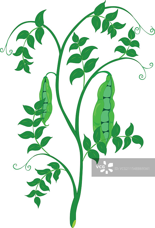 新鲜的绿豌豆茎与成熟的豆荚图片素材