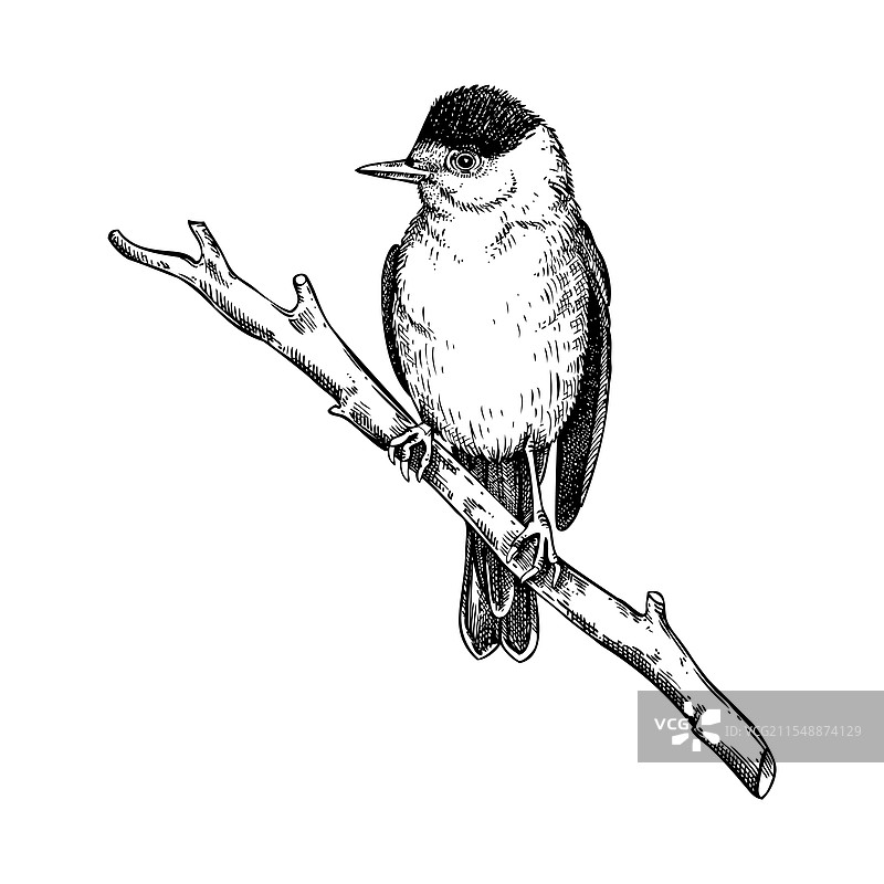 黑帽鸟素描手绘野生动物图片素材