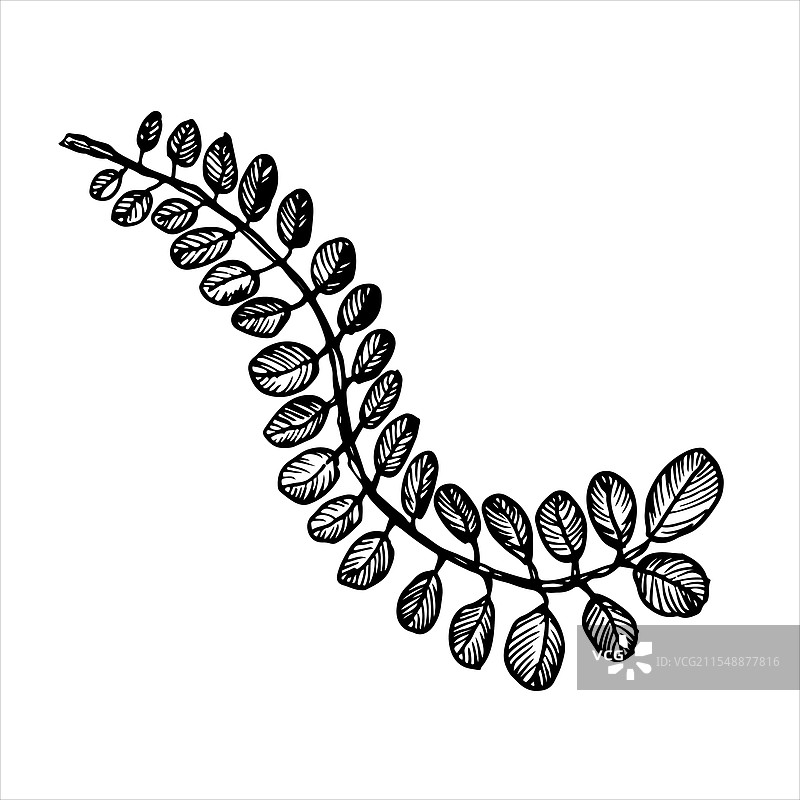 复杂的黑白蕨类植物叶子素描理想图片素材