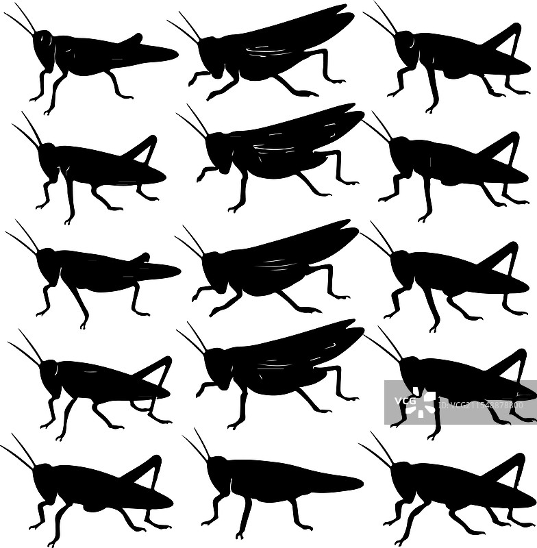 蚂蚱的线条画图片素材