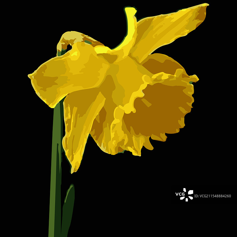 图形花朵自恋者图片素材