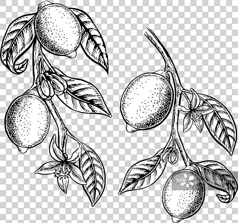 带有柠檬果实的树枝图形图片素材