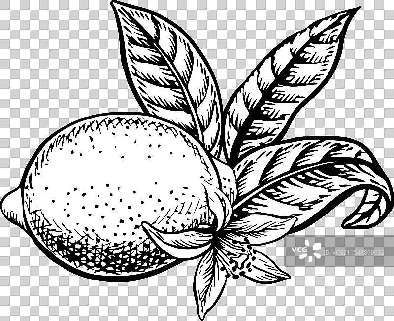 带叶子和花朵的柠檬水果图形图片素材