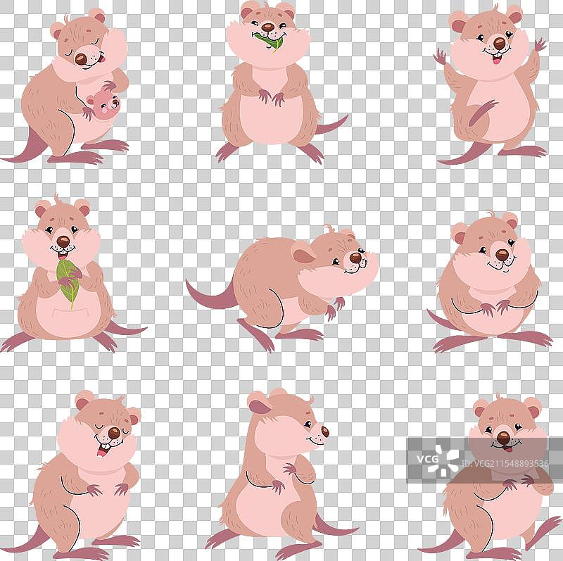 有趣的短尾袋鼠，可爱的毛茸茸的短尾袋鼠在不同的环境中图片素材