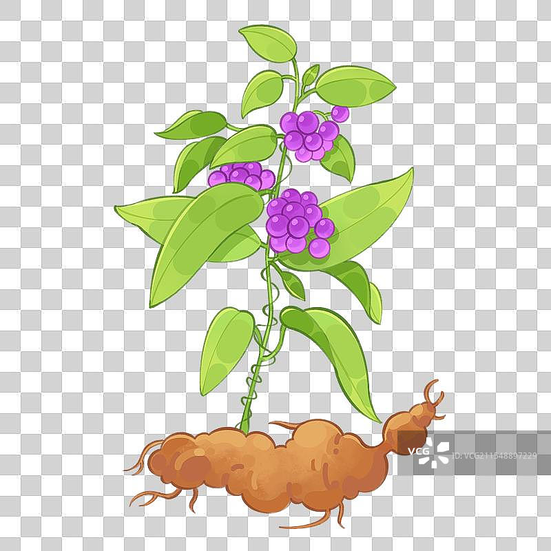 药材茯苓插画图片素材