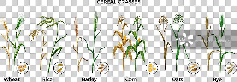 谷物草类扁平图标集，包含小麦和稻米图片素材
