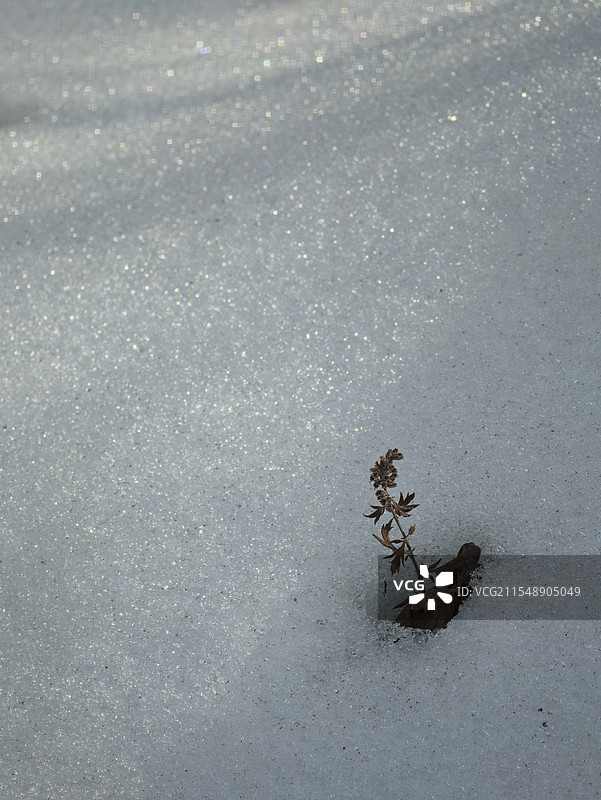 冬季雪中的枯萎植物图片素材