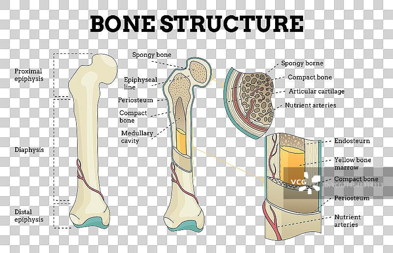 骨骼结构生物学教育海报图片素材