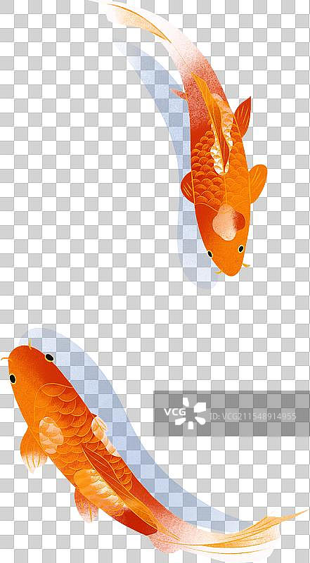 两条游动的锦鲤金鱼鱼儿游鱼水生动物国风国潮新中式手绘插画图片素材