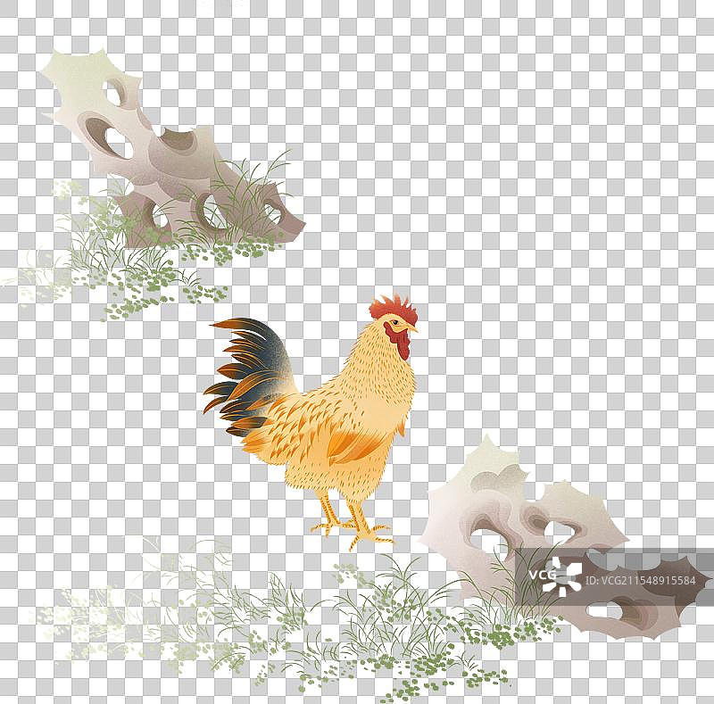 大公鸡雄鸡烧鸡公动物美食食材国潮国风手绘插画鸡石图假山石太湖石春天草地立春早春鸡啄食场景新中式图片素材