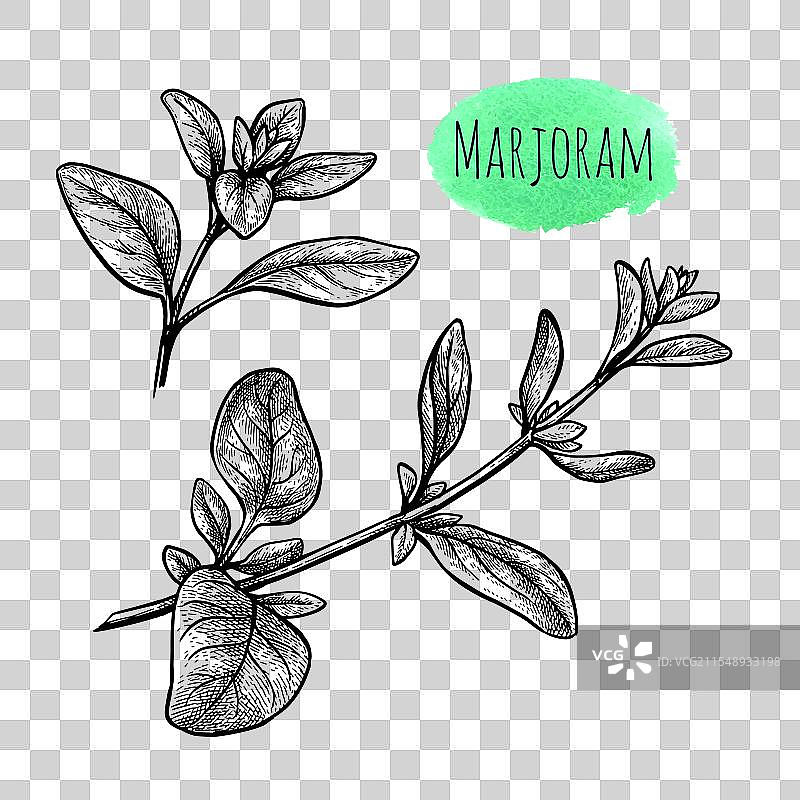 马郁兰的墨水素描图片素材