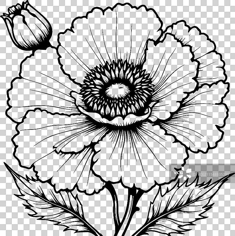 康乃馨花朵涂色页设计图片素材