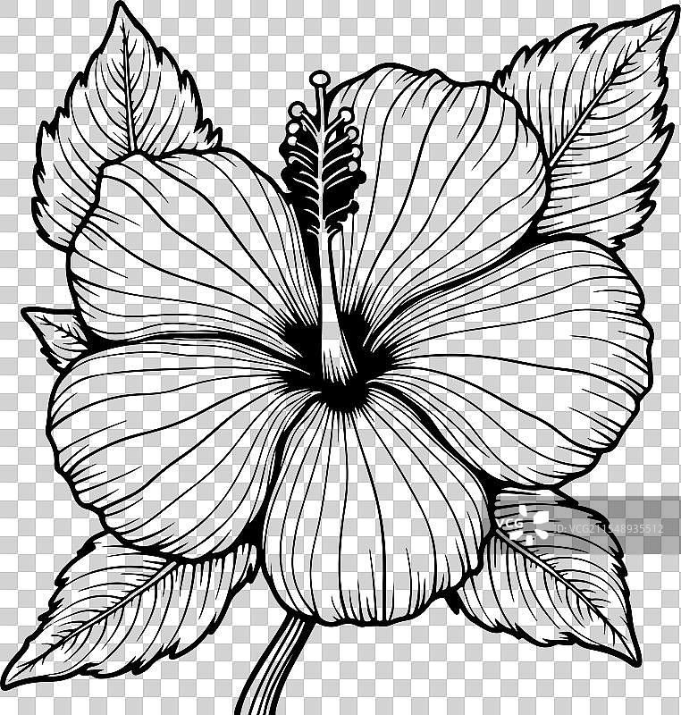 木槿花着色页设计图片素材