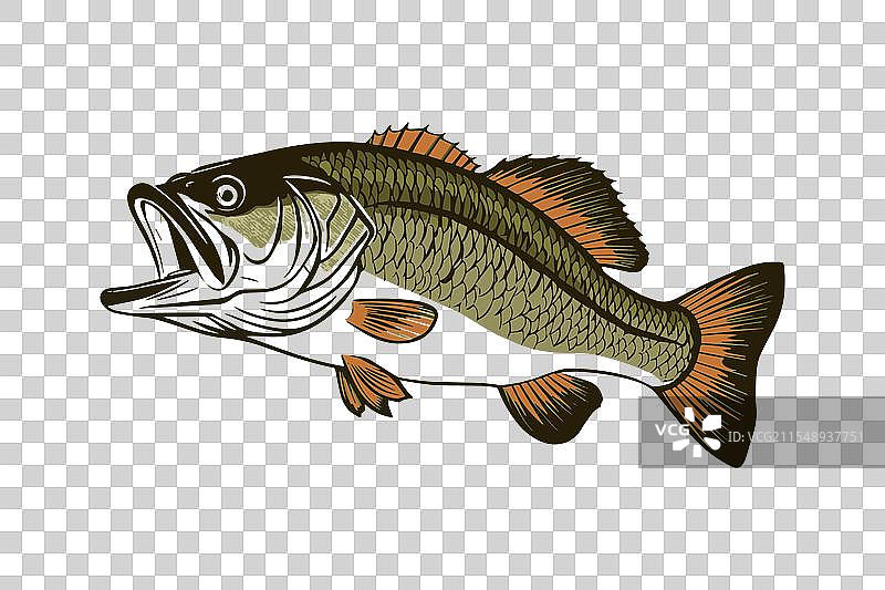 鲈鱼剪贴画设计模板图片素材