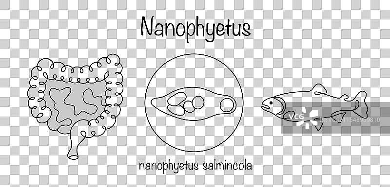 纳诺菲特斯图片素材