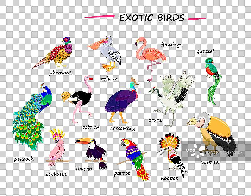 异国鸟类插图集用于百科全书图片素材
