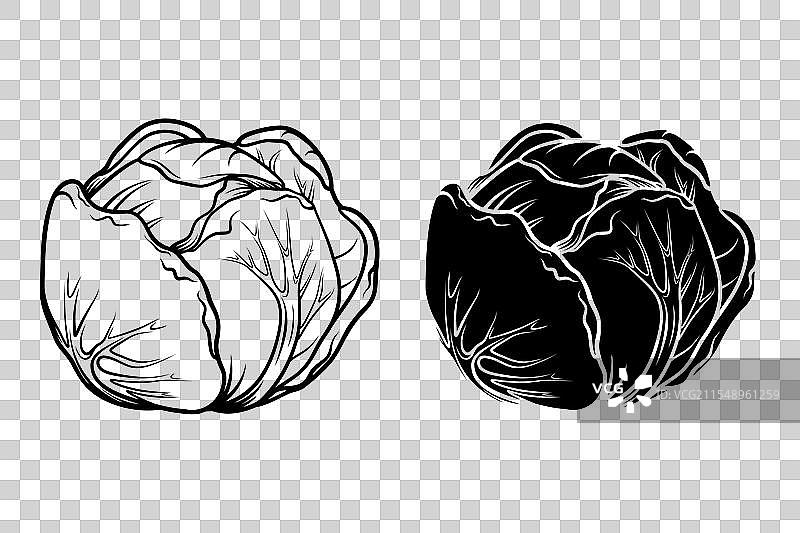 平面卡通风格的黑白卷心菜图片素材