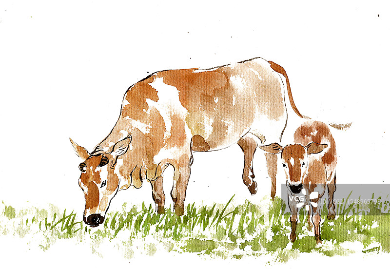 母牛与小牛图片素材