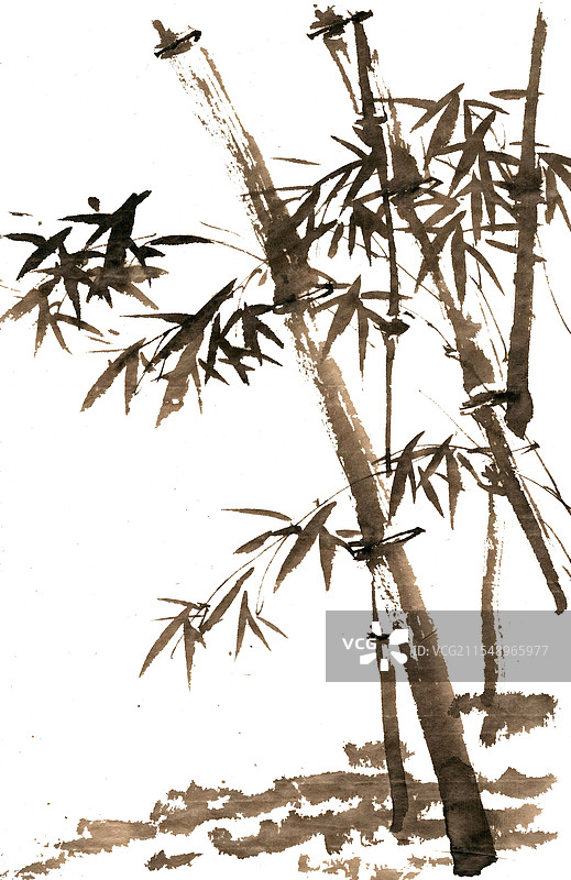 挺拔的竹子图片素材