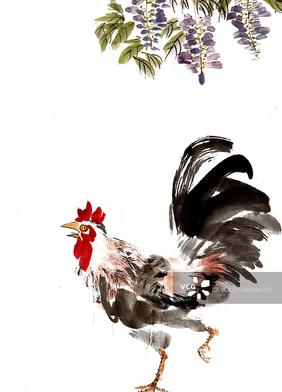 紫藤花下的公鸡图片素材