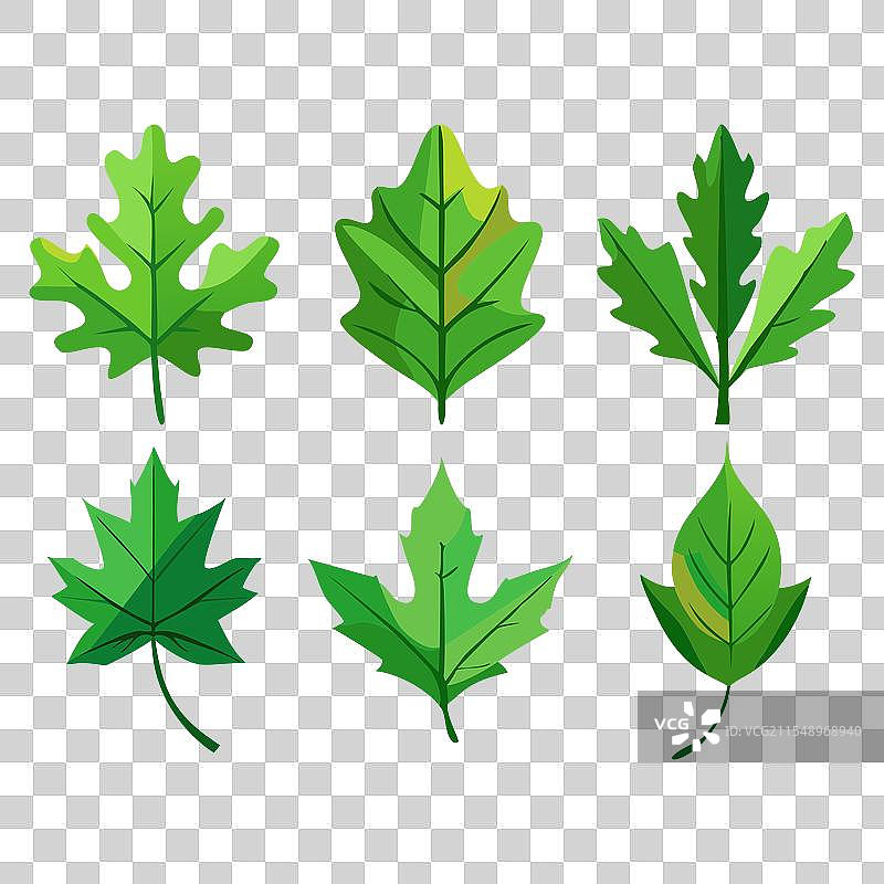 一组秋季森林中的绿色叶子图片素材