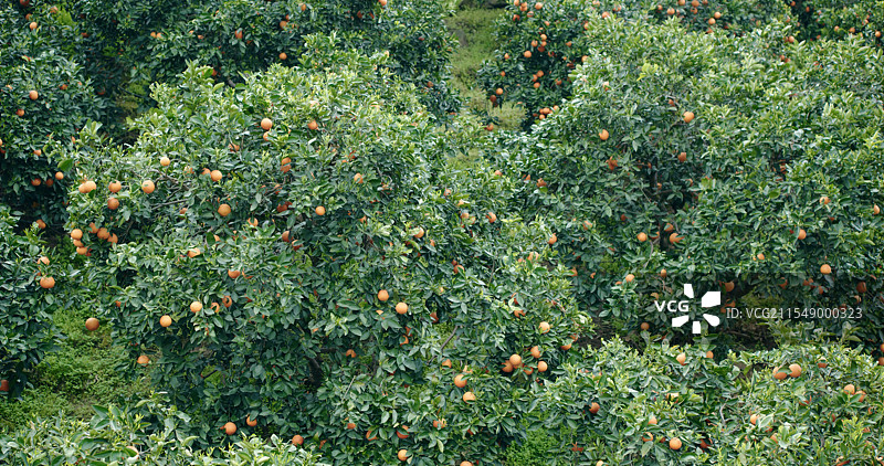 橙子果园水果种植基地图片素材