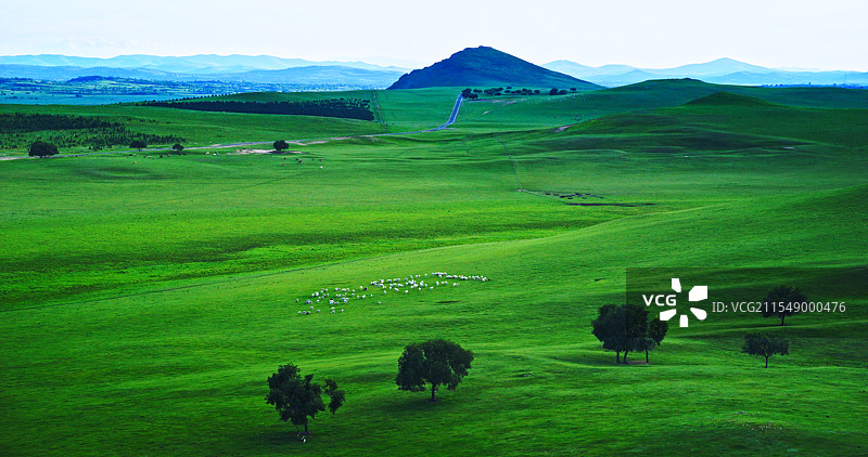 内蒙古草原羊群图片素材