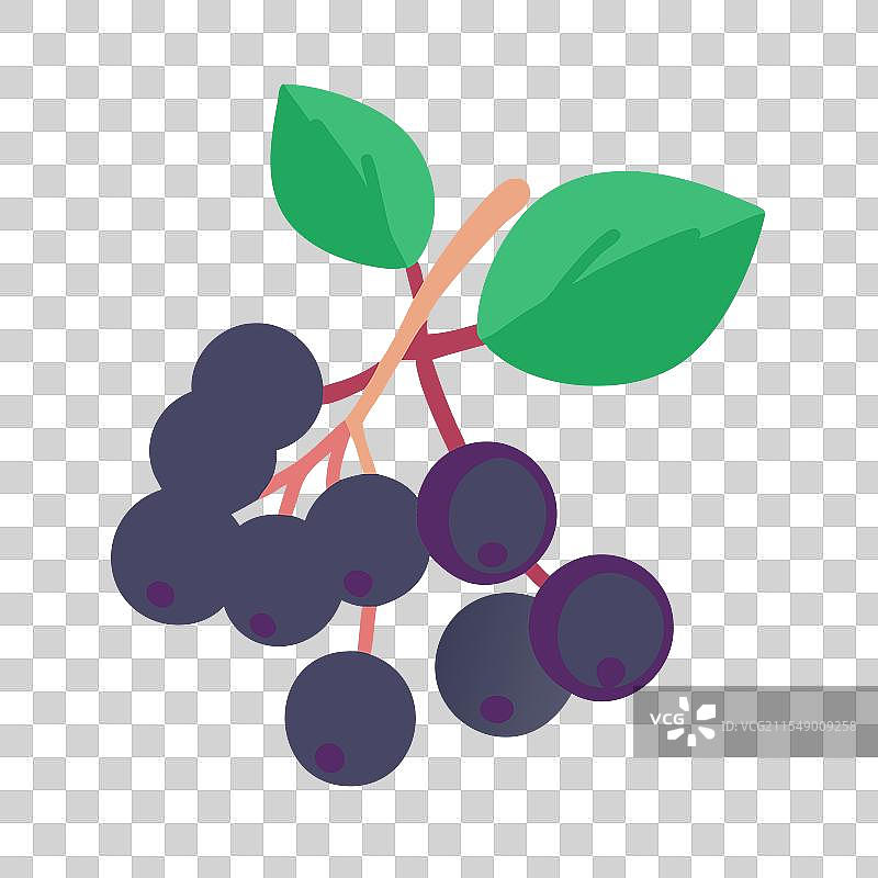 chokeberry 图标 水果 图标图片素材