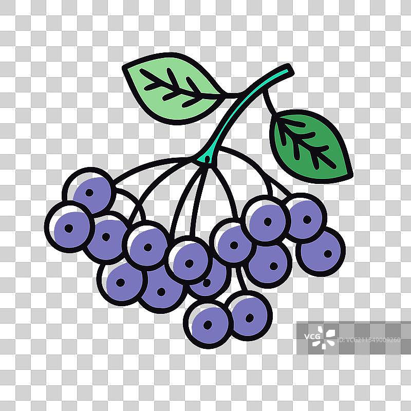 chokeberry 图标 水果 图标图片素材