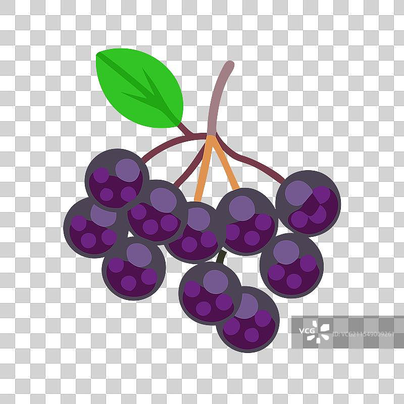 chokeberry 图标 水果 图标图片素材