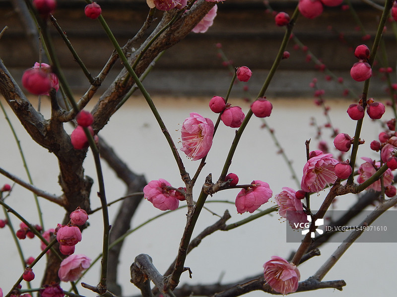 梅花图片素材