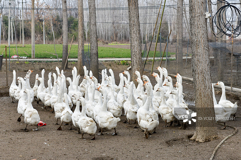 农村户外成群的白鹅图片素材