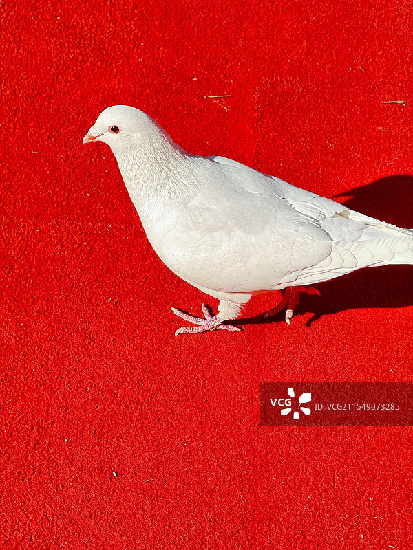 鸽子图片素材