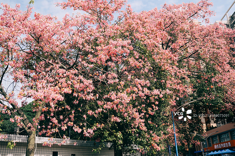 华南农业大学异木棉图片素材