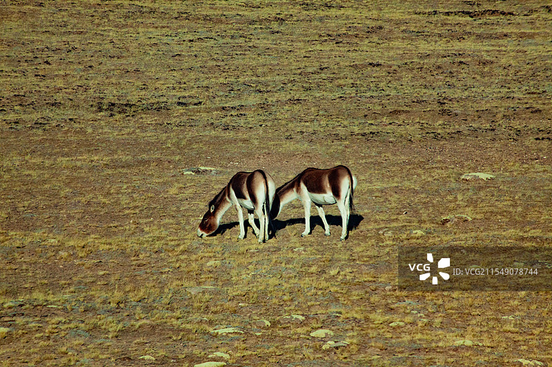 藏羚羊图片素材