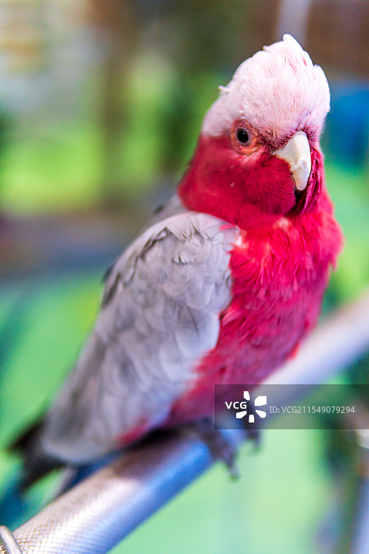 红色金刚鹦鹉特写图片素材